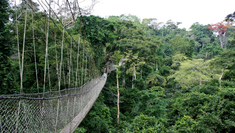 Forêt du Banco - Côte d'Ivoire